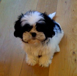 Fluffy Rosner wants to know